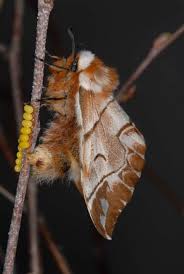 Attēlu rezultāti vaicājumam “Endromidae”