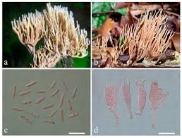 Attēlu rezultāti vaicājumam “Lentaria sp.”