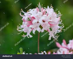 Attēlu rezultāti vaicājumam “Rhododendron periclymenoides”