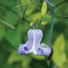 Attēlu rezultāti vaicājumam “Clematis flower”