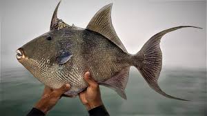 Image result for Balistes capriscus