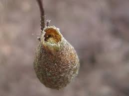 Attēlu rezultāti vaicājumam “Saturnia pavonia cocoon”