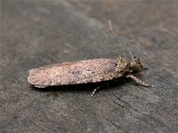 Attēlu rezultāti vaicājumam “Agonopterix ciliella”