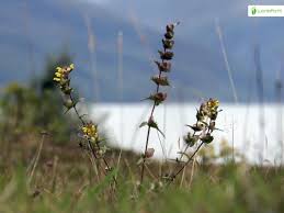 Attēlu rezultāti vaicājumam “Rhinanthus serotinus leaf”