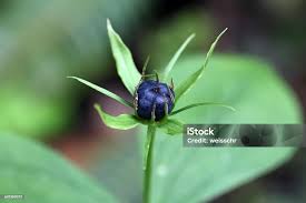 Attēlu rezultāti vaicājumam “Paris quadrifolia bud”