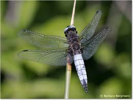 Attēlu rezultāti vaicājumam “Libellula fulva”