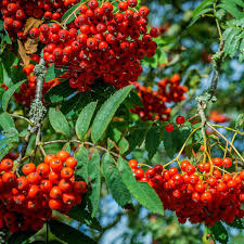 Attēlu rezultāti vaicājumam “Sorbus aucuparia leaf”