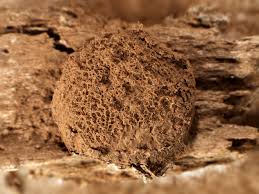 Attēlu rezultāti vaicājumam “Reticularia jurana”