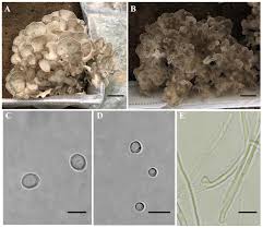 Attēlu rezultāti vaicājumam “Grifola frondosa”