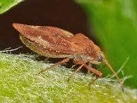 Attēlu rezultāti vaicājumam “Physatocheila smreczynskii”