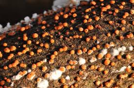 Attēlu rezultāti vaicājumam “Nectria cinnabarina”