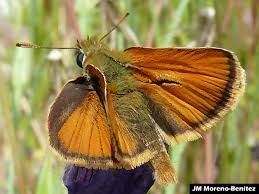 Attēlu rezultāti vaicājumam “Thymelicus sylvestris male”