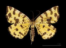 Attēlu rezultāti vaicājumam “Pseudopanthera macularia”