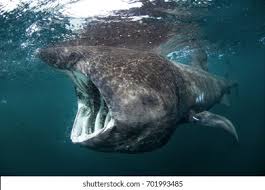 Image result for Cetorhinus maximus