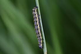Attēlu rezultāti vaicājumam “Orthosia miniosa larva”