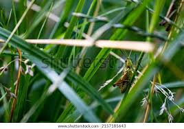 Attēlu rezultāti vaicājumam “Tettigoniodea”