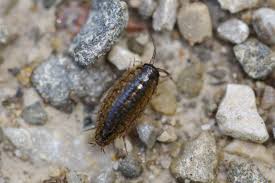 Attēlu rezultāti vaicājumam “Ligidium hypnorum”