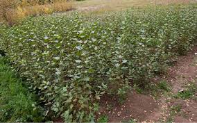 Attēlu rezultāti vaicājumam “Populus x berolinensis”