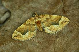 Attēlu rezultāti vaicājumam “Pelurga comitata”