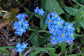 Image result for Vergissmeinnicht