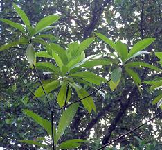 Attēlu rezultāti vaicājumam “Apocynaceae”