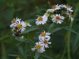 Image result for Aster lanceolatus