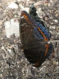 Attēlu rezultāti vaicājumam “Limenitis populi upperside”