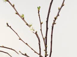 Attēlu rezultāti vaicājumam “Cerasus bud”