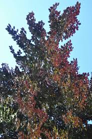 Attēlu rezultāti vaicājumam “Fagus sylvatica fo. purpurea male flower”