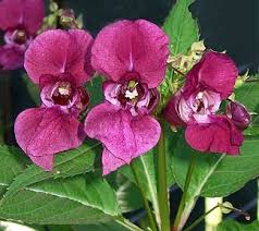 Image result for Impatiens glandulifera