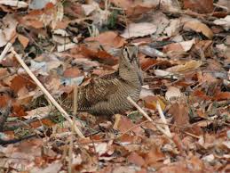 Attēlu rezultāti vaicājumam “Scolopax rusticola eggs”