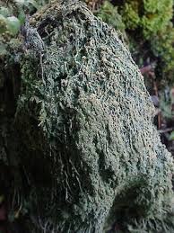 Attēlu rezultāti vaicājumam “Trapeliopsis granulosa”