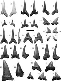 Image result for Carcharias