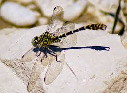 Attēlu rezultāti vaicājumam “Onychogomphus forcipatus”
