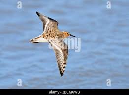 Attēlu rezultāti vaicājumam “Calidris alba adult”