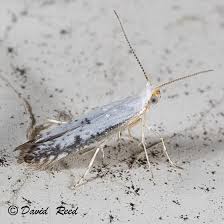 Attēlu rezultāti vaicājumam “Yponomeutidae”