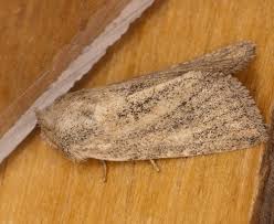 Attēlu rezultāti vaicājumam “Chortodes fluxa”