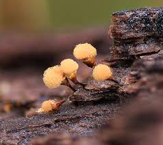 Attēlu rezultāti vaicājumam “Hemitrichia clavata macro”