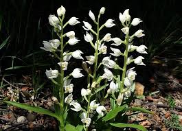 Attēlu rezultāti vaicājumam “Cephalanthera longifolia”