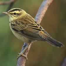 Attēlu rezultāti vaicājumam “Acrocephalus schoenobaenus adult”
