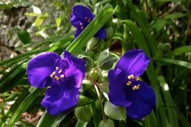 Attēlu rezultāti vaicājumam “Tradescantia virginiana flower”