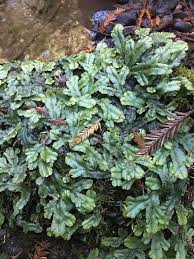 Attēlu rezultāti vaicājumam “Conocephalum conicum”