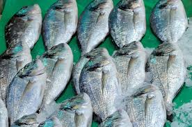 Image result for Centropristis striata