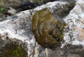 Attēlu rezultāti vaicājumam “Nostoc commune”