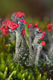 Attēlu rezultāti vaicājumam “Cladonia floerkeana”