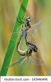 Attēlu rezultāti vaicājumam “Aeshna mixta”