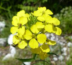 Attēlu rezultāti vaicājumam “Erysimum hieracifolium flower”