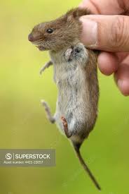 Attēlu rezultāti vaicājumam “Myodes glareolus”