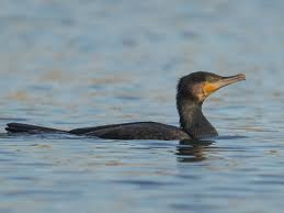 Image result for Phalacrocorax carbo