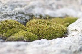 Attēlu rezultāti vaicājumam “Acrocarpous mosses”